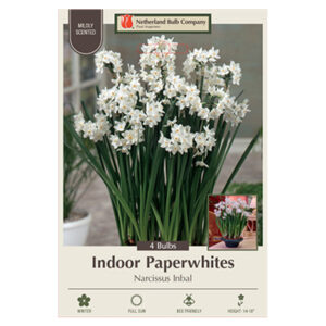 Paperwhite Inbal Bulb 4PP