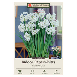 Paperwhite Ziva Bulb 4PP