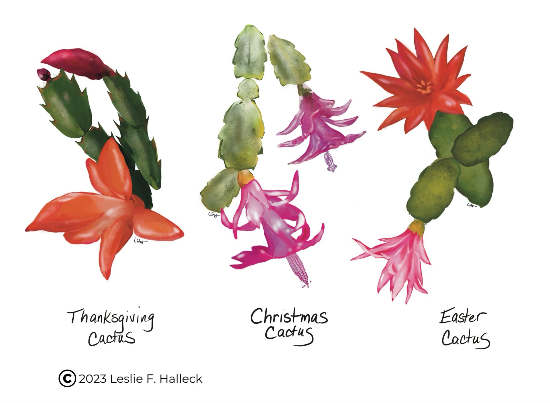 Thanksgiving Cactus or Christmas Cactus? Identify, Care, and Bloom ...