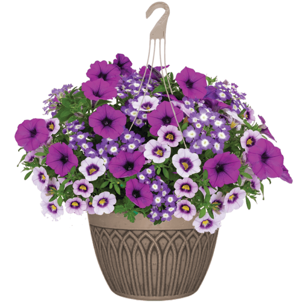 12" Hanging Basket Combo - Endurable Lilac