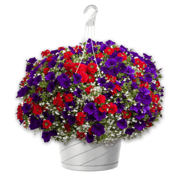12" Hanging Basket Combo - Fireworks