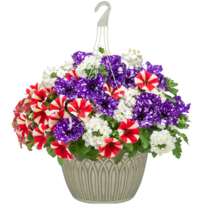 12" Hanging Basket Combo - Stars and Stripes Glory