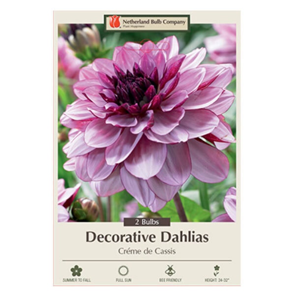 Dahlia - Creme De Cassis Bulb 2PPK