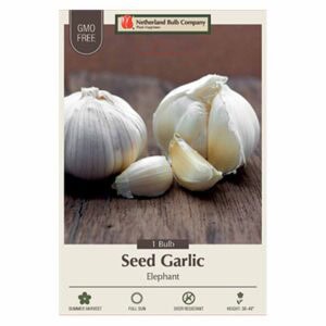 Garlic - Elephant 1PPK