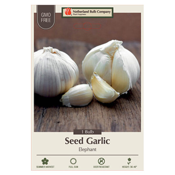 Garlic - Elephant 1PPK