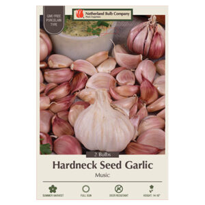 Garlic Music Bulb 2PP