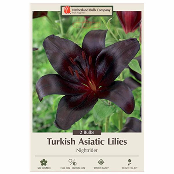 Asiatic Lily - Nightrider Bulb 2PPK