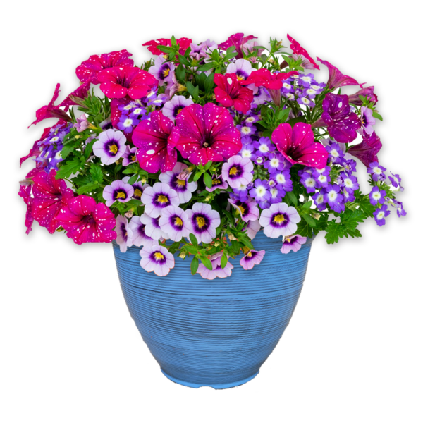 12" Fancy Planter Combo - Sparkle Magenta