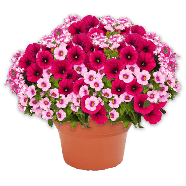 12" Planter Combo - Shocking Pink