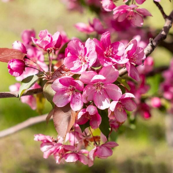 Crabapple - Royal Raindrops - 1.75" Caliper B&B