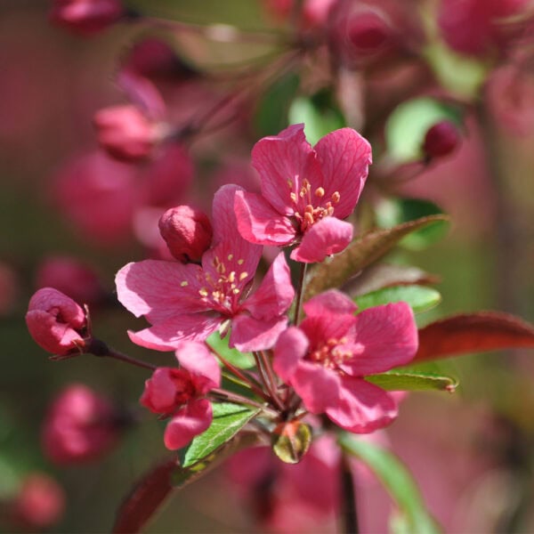 Crabapple - Raspberry Spear, Columnar - 1.75" Caliper B&B