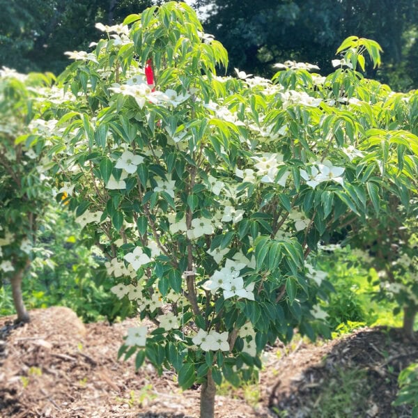 Flowering Dogwood - Kousa - Little Poncho - 4' B&B - Image 2