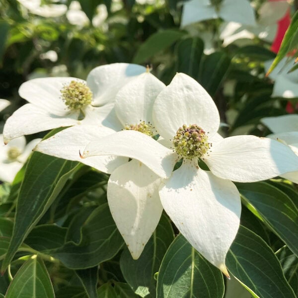 Flowering Dogwood - Kousa - Little Poncho - 4' B&B