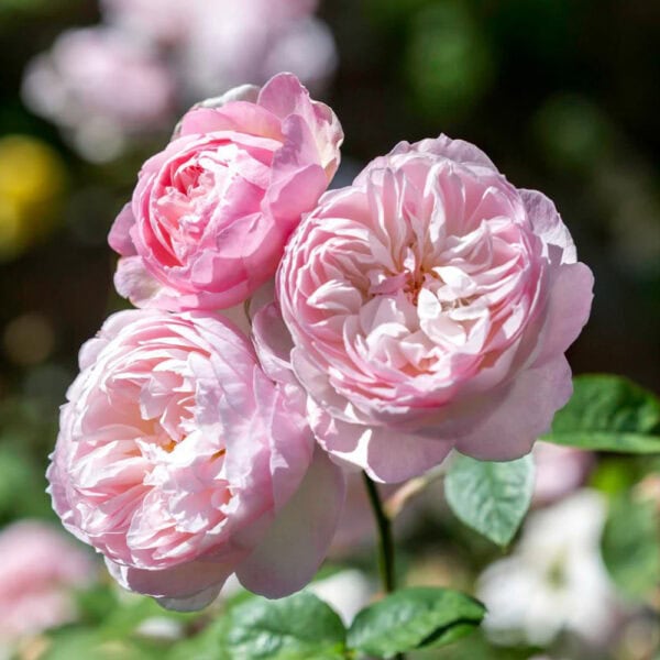 David Austin - Gentle Hermione, English Shrub Rose