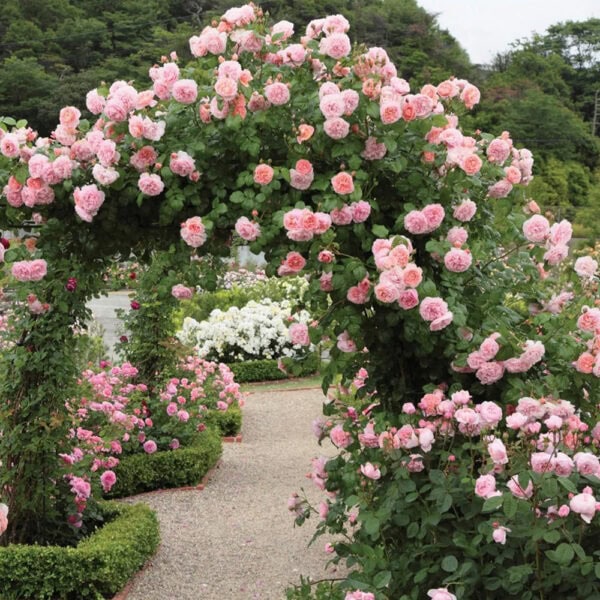 David Austin - Strawberry Hill, English Climbing Rose