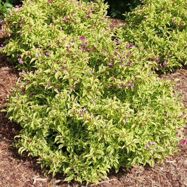 Weigela - Bubbly Wine - 3 gallon pot