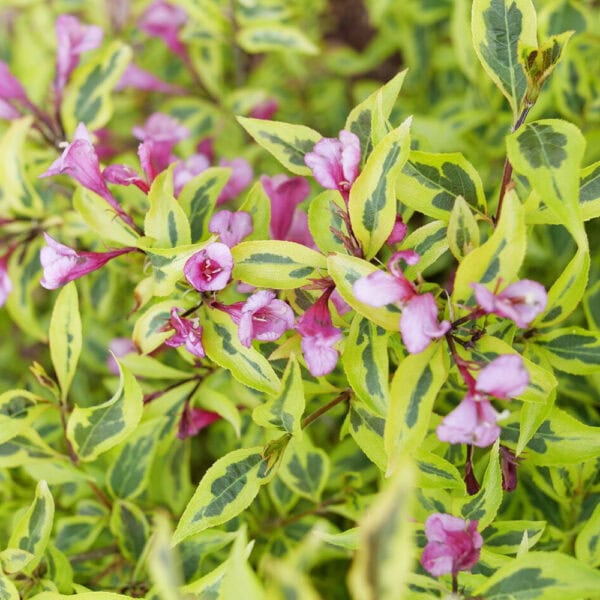 Weigela - Bubbly Wine - 3 gallon pot - Image 2