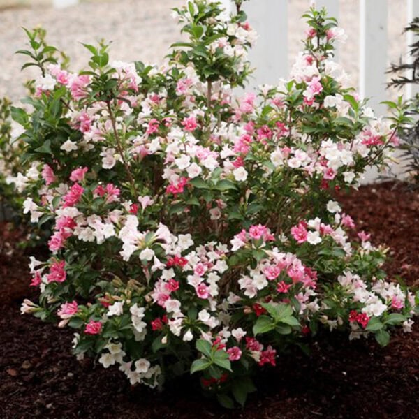 Weigela - Czechmark Trilogy - 3 gallon pot