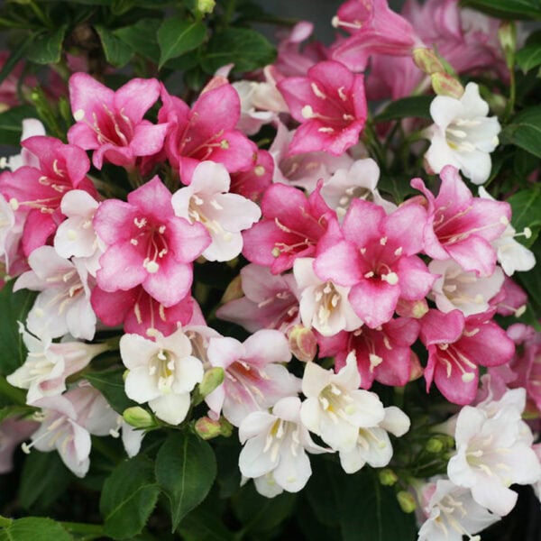 Weigela - Czechmark Trilogy - 3 gallon pot - Image 2