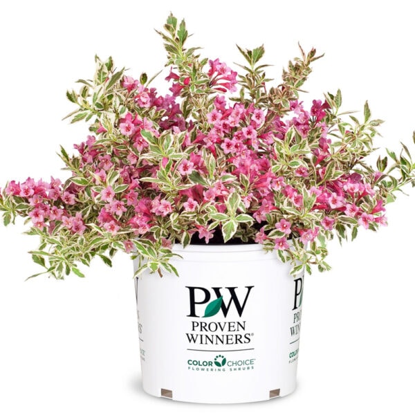 Weigela - My Monet - 3 gallon pot - Image 2