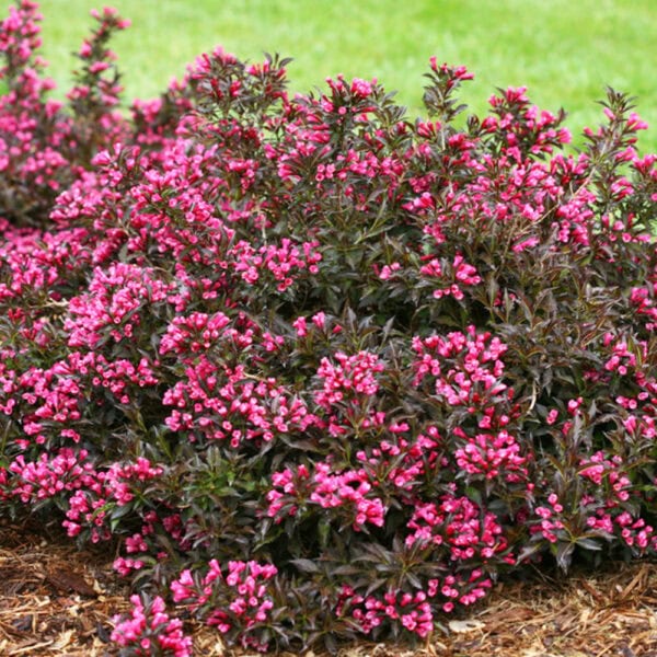 Weigela - Spilled Wine - 2 gallon pot