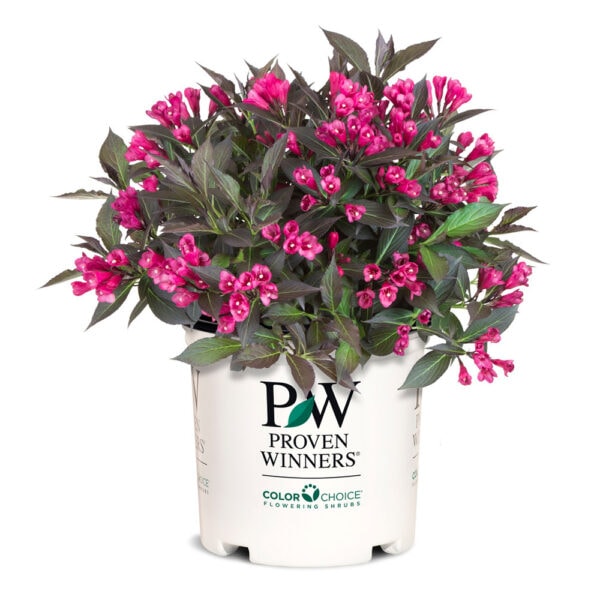 Weigela - Spilled Wine - 2 gallon pot - Image 2