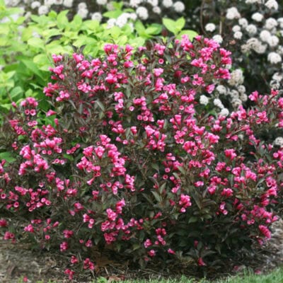 weigela-wine-roses-3-gallon-pot-van-putte-gardens