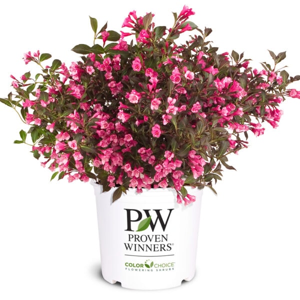 Weigela - Wine & Roses - 3 gallon pot - Image 2