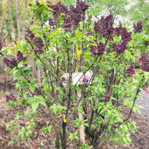 Lilac Shrub - Burgundy Queen - 4' B&B