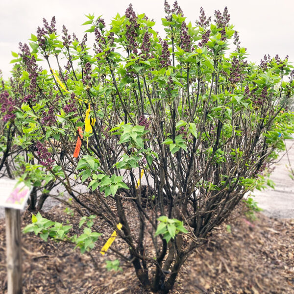 Lilac Shrub - Ludwig Spaeth - 5' B&B