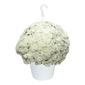 10" Hanging Basket Mum Bridal White
