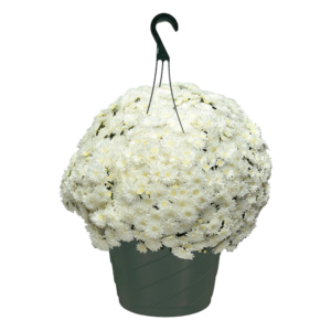 10" Hanging Basket Mum Bridal White