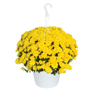 10" Hanging Basket Mun Sunrise Yellow