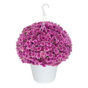 10" Hanging Basket Mum Fonti Dark Pink