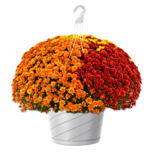 12" Hanging Basket Mumbo Beverly Bright Penny