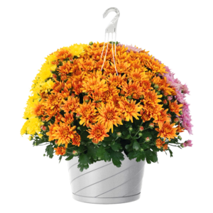 12" Hanging Basket Mumbo Robinson