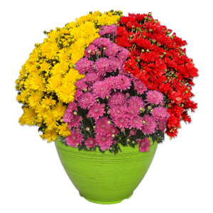 12" Fancy Planter Mumbo Stellar #1