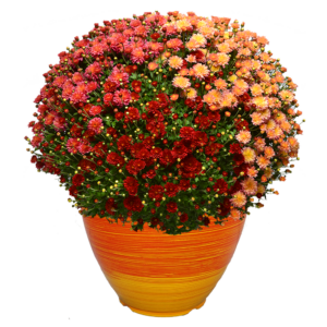 12" Fancy Planter Mumbo Flamingo #1