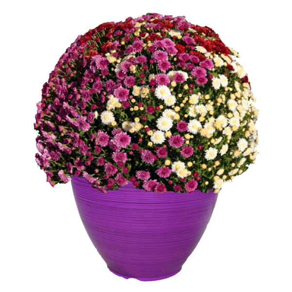 12" Fancy Planter Mumbo Cheryl Glamorous Mix