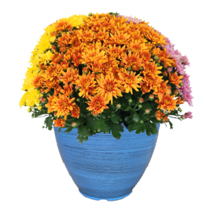 12" Fancy Planter Mumbo Robinson