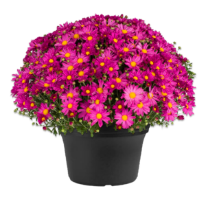 12" Mum Planter Demi Pink