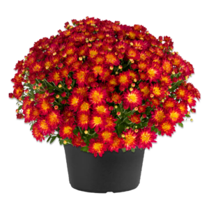 12" Mum Planter Summer Sunset