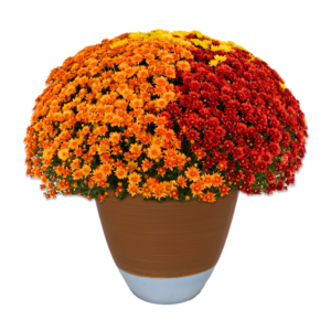 12" Fancy Planter Mumbo Beverly Bright Penny