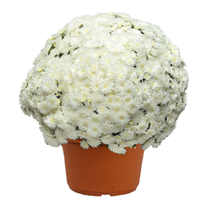 12" Mum Planter Bridal White