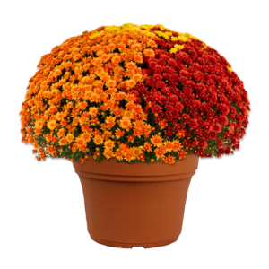 12" Mum Combo Planter Beverly Bright Penny Mix