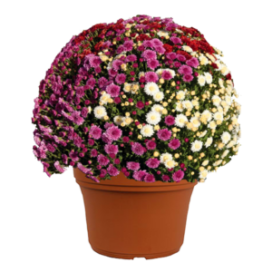 12" Mumbo Planter Cheryl Glamorous Mix