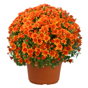 12" Mum Planter Perfectly Orange