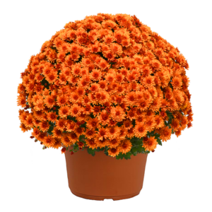 12" Mum Planter Sunset Orange
