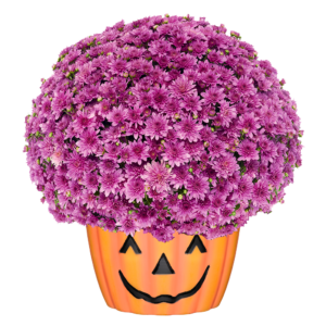 12" Mum Pumpkin Pot Fonti Dark Pink