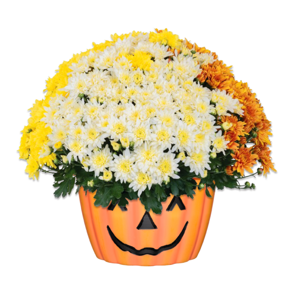 12" Mum Pumpkin Pot Mumbo Mantle